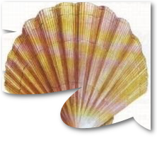 coq-st-jac